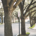 The City Where Cars Are Not Welcome
